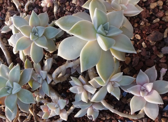 Sen đá Graptopetalum