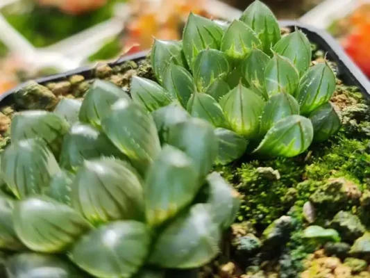 Sen đá Haworthia