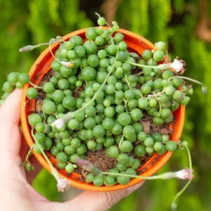 Sen đá giọt nước tròn cỡ vừa