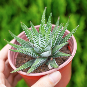 Sen đá móng rồng