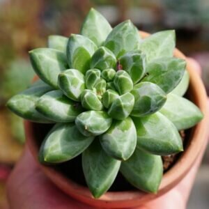 sen đá kim cương