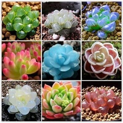 Các loại sen đá kim cương