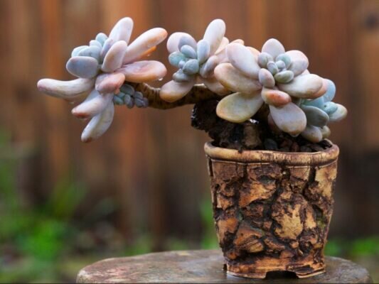 Các loại sen đá sỏi phổ biến ở Việt Nam