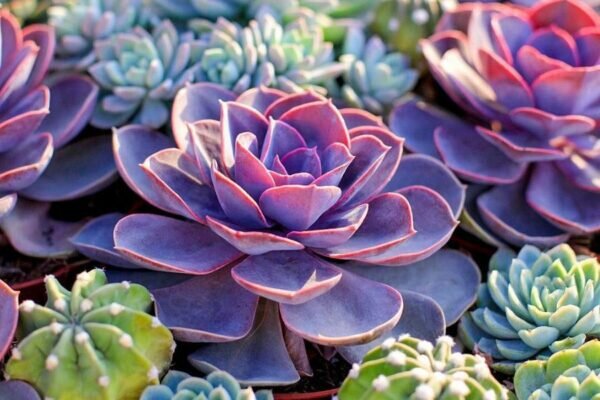 ý nghĩa của sen đá