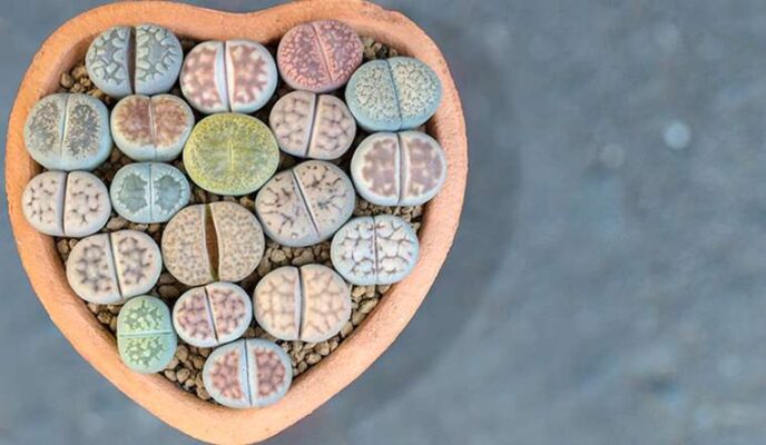 Sen đá Lithops