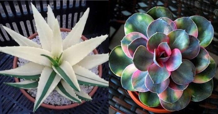 sen đá đột biến