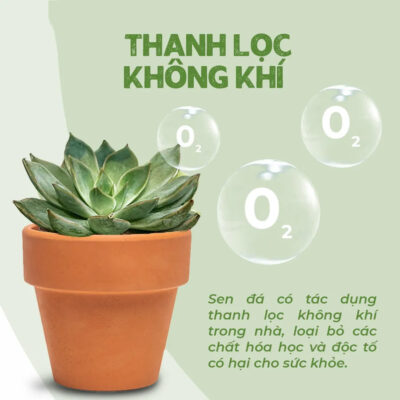 Lợi ích vè mặt sức khỏe