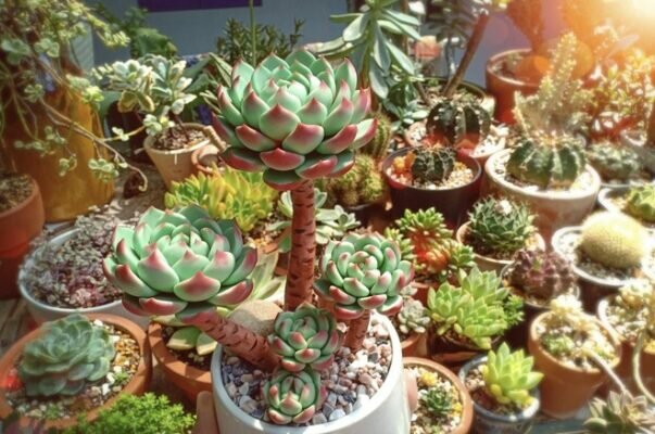 Các loại sen đá phổ biến