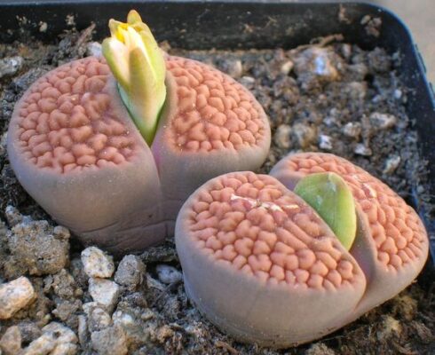 Sen mông Lithops hookeri