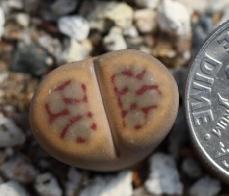 Sen mông Lithops schwantesii