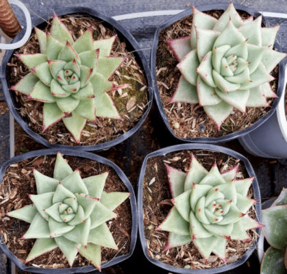 Sen đá đế vương tại Vườn của Sen