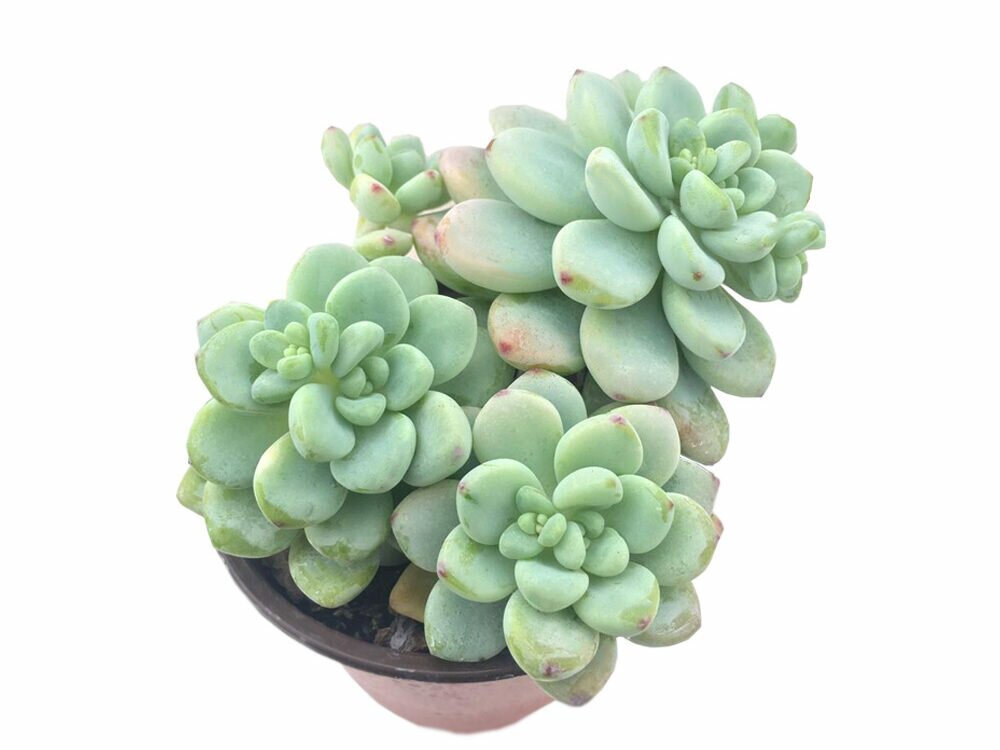 Dòng sen đá sỏi Thiên Thanh