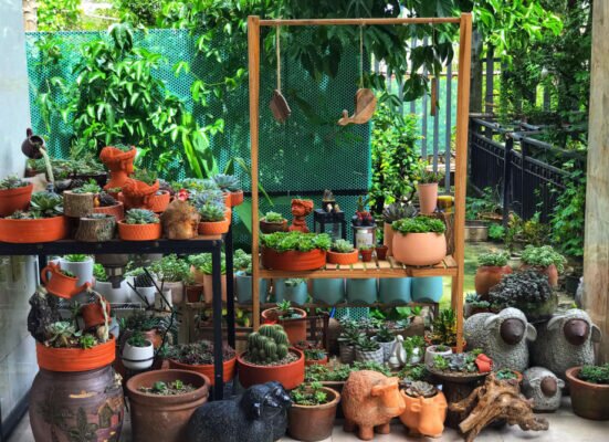 Góc vườn sen đá nhỏ nhắn