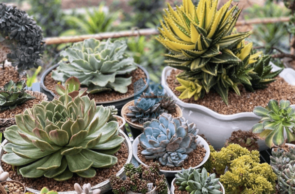 cach-trong-sen-da-khi-moi-mua-ve