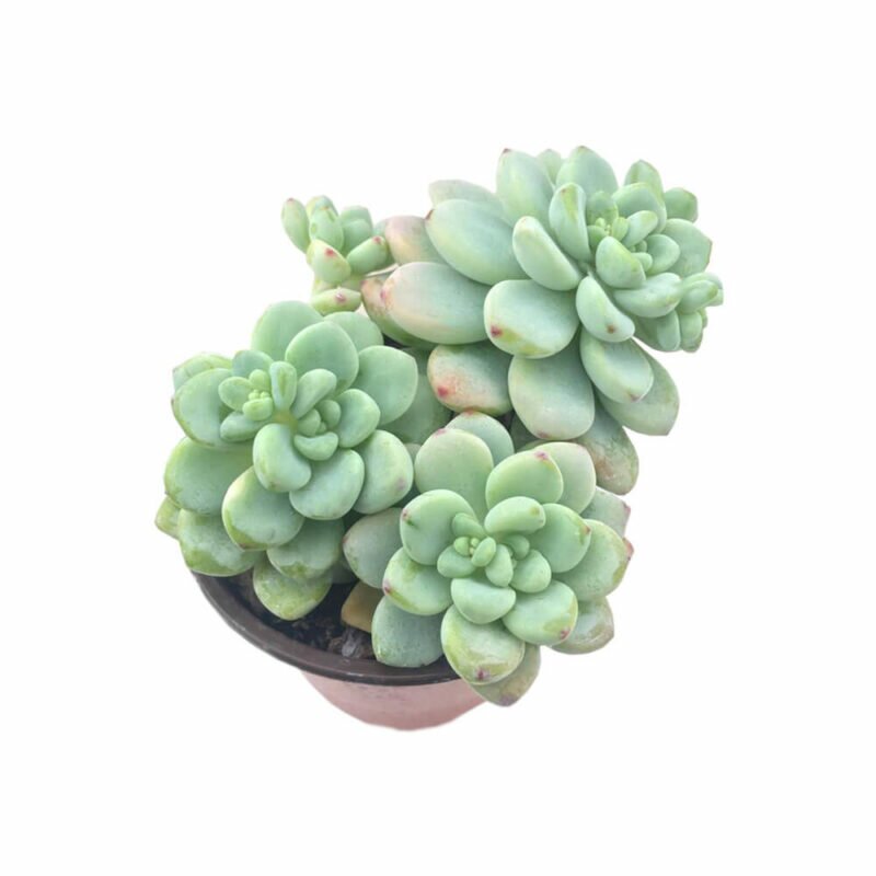 Sen đá sỏi thiên thanh