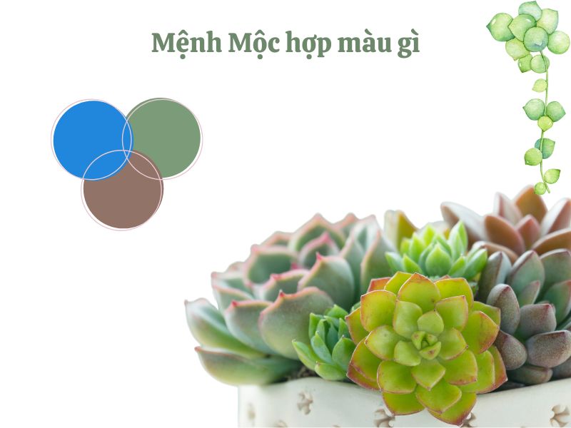 Mệnh Mộc hợp màu gì