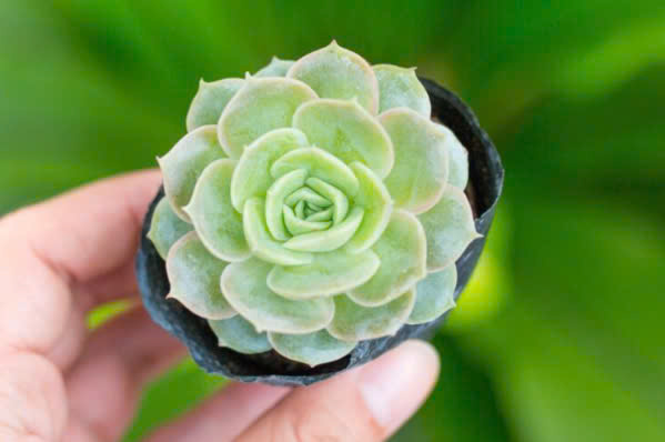 mua sen đá ở đâu